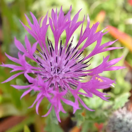 Appartement Bed & Seaside - Bola Da Nivea *