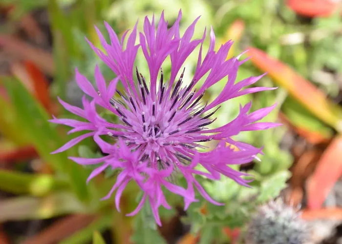 Апартаменты Bed & Seaside - Bola Da Nivea *